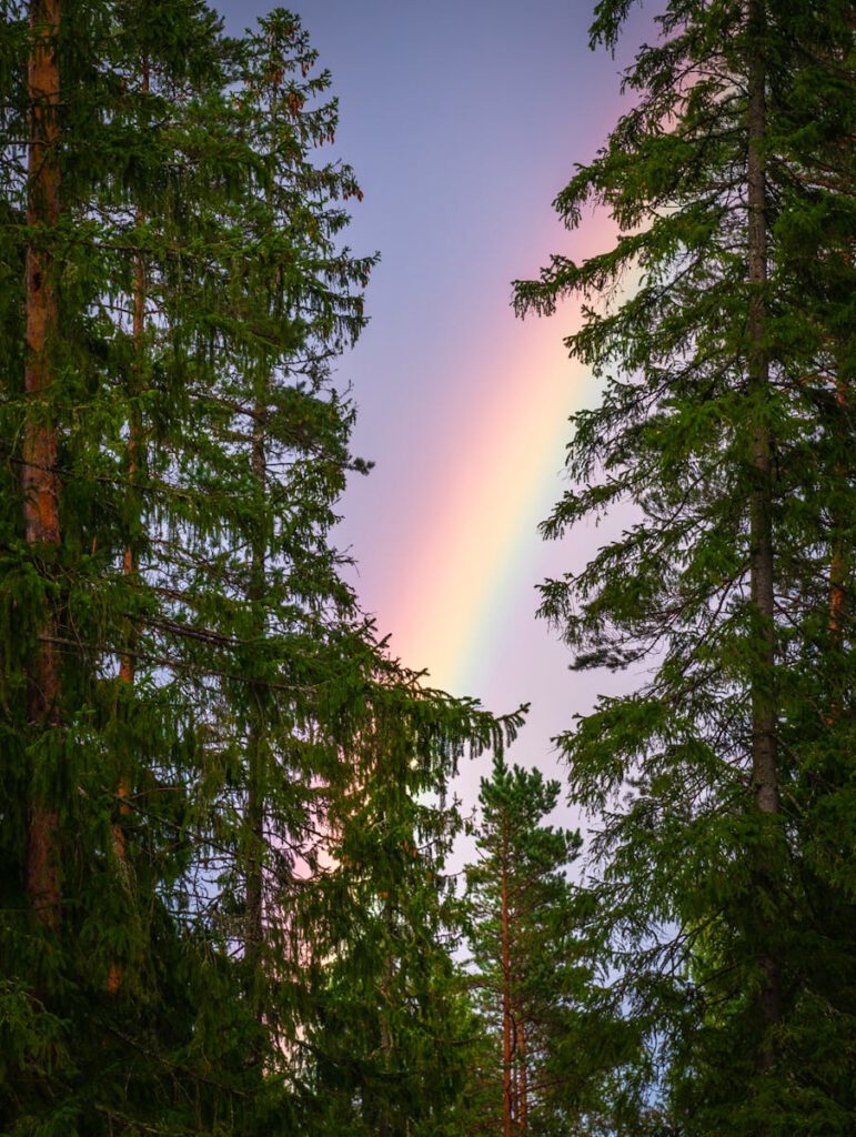 A beautiful rainbow arches over a serene forest of conifer trees during daylight.