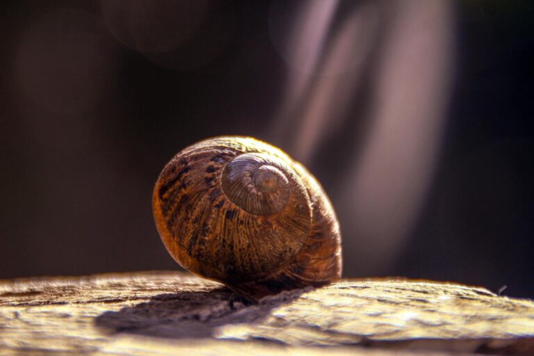A detailed shot of a solitary snail shell on a wooden surface with soft, natural lighting.